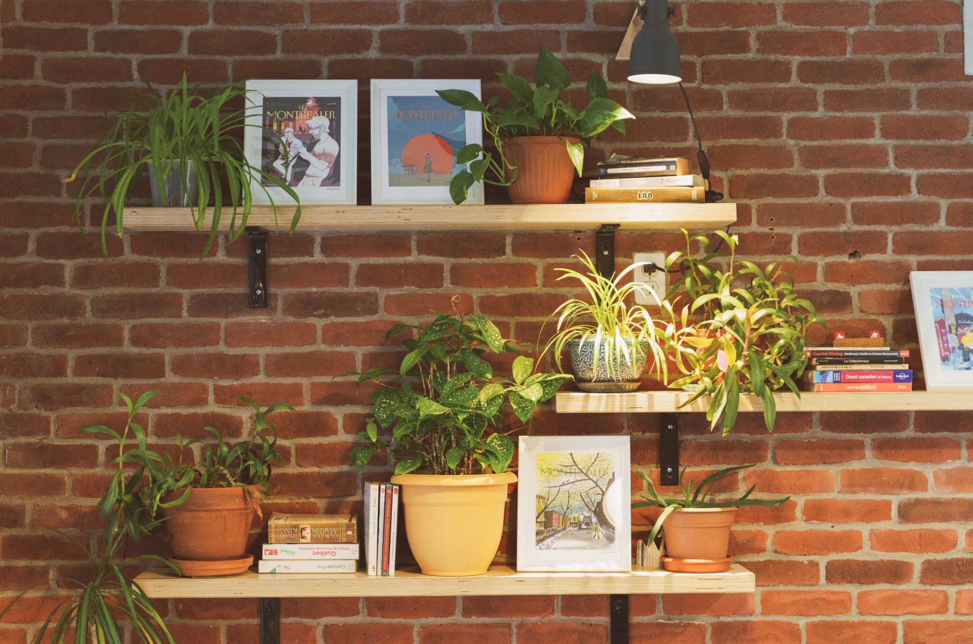 Étagères au mur, avec des plantes et des livres