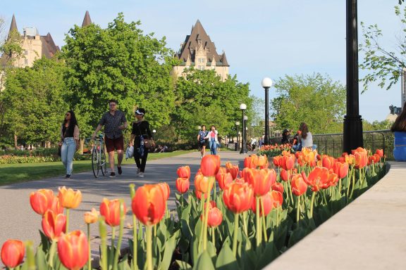 Festival des tulipes