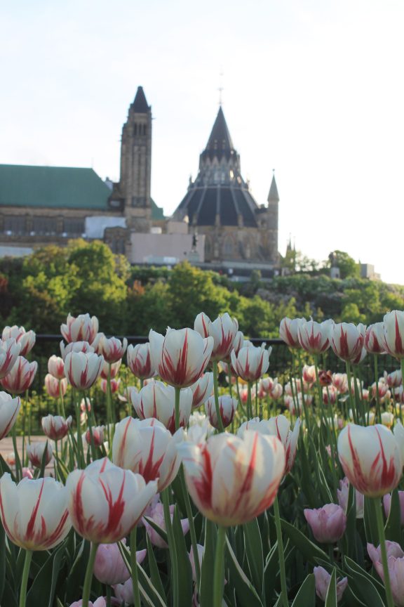 Festival des tulipes
