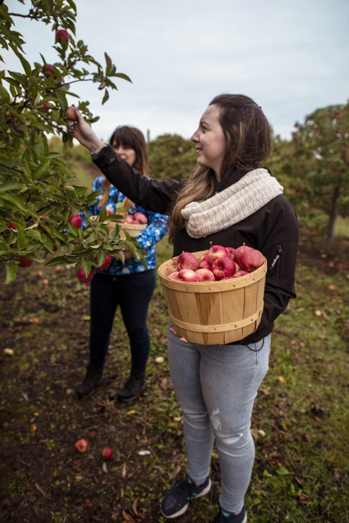 Two women are picking apples