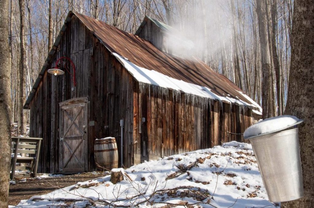 sugar shack maple syrup harvest quebec