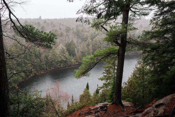 Lac dans une forêt brumeuse