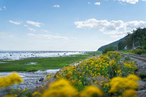 Champs de fleurs et voie ferrée près de la Petite-Rivière-Saint-François