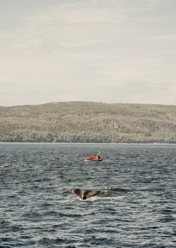 Queue de baleine et kayakiste en mer