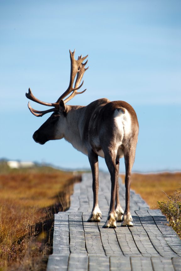 Caribou sur une passerelle au Parc national de la Gaspésie.