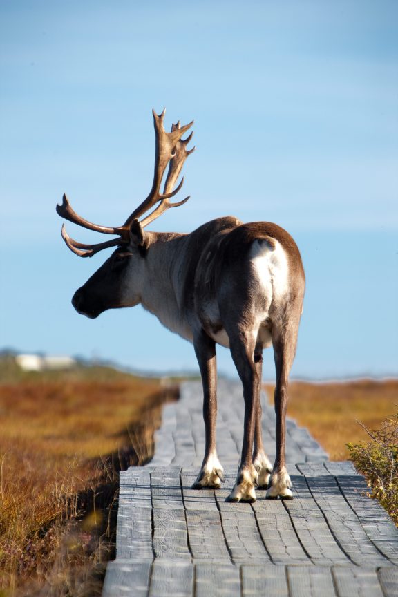 Un caribou