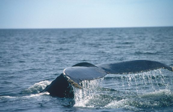 Baleine dans l'eau