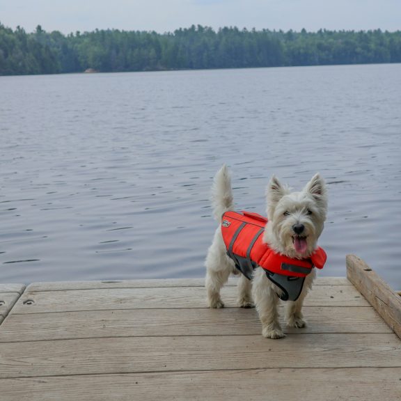 Un chien avec une veste de flottaison