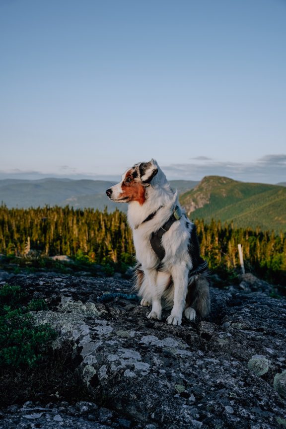 Un chien en randonné