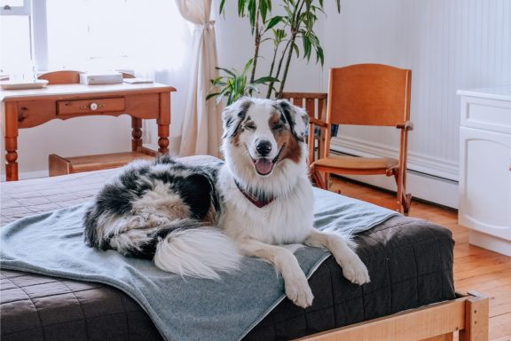 A dog in a room at the La Secousse hostel