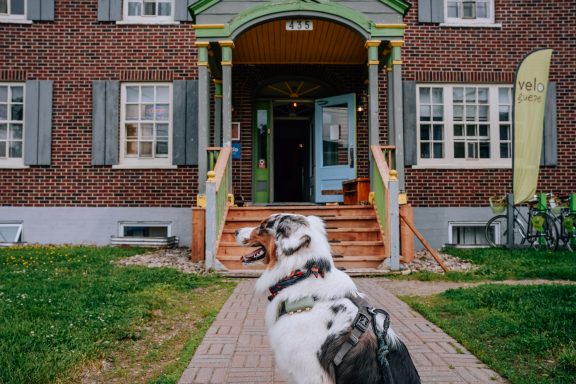 Un chien devant l'auberge La Secousse