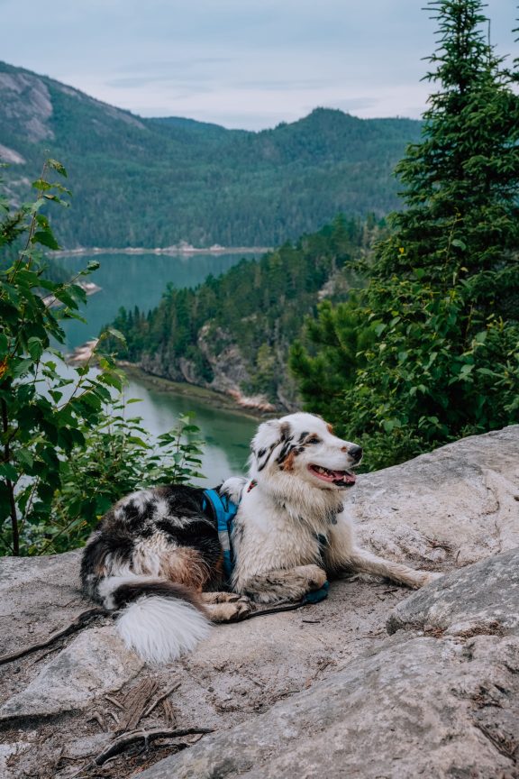 Un chien au sommet d'une montagne