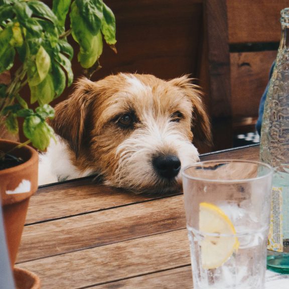 Un chien assis à une table de restaurant