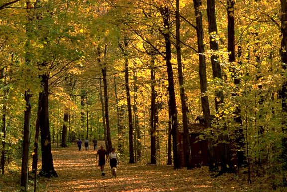 Des personnes qui marchent en forêt durant l'automne