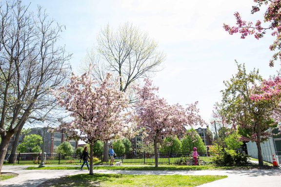 Cherry blossoms at the Montreal Botanical Garden.