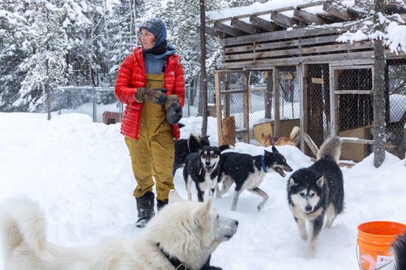 Des chiens de traineaux