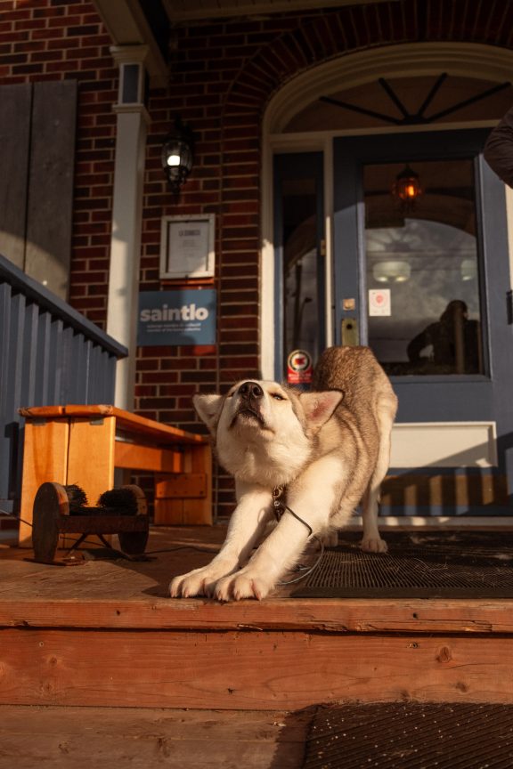 Un chien devant l'auberge La Secousse