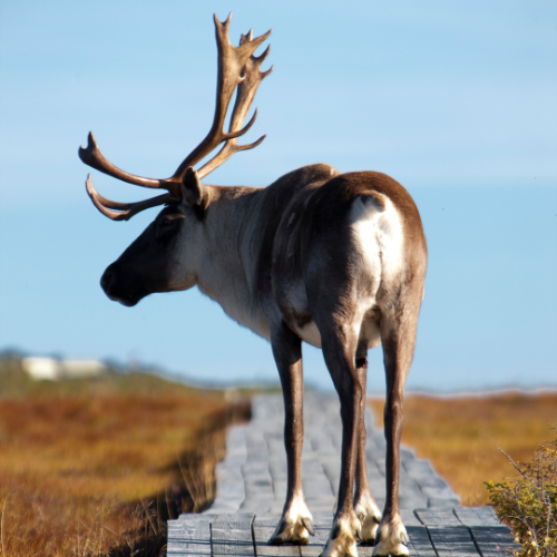 Découvre les meilleures randonnées au Québec avec les plus beaux points de vue : Gaspésie, Laurentides, Cantons-de-l'Est et Bas-Saint-Laurent.